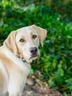 Yellow Labrador dog portrait outdoors. Art Print